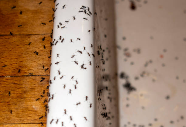 Best Pest Removal Services  in Farmville, VA