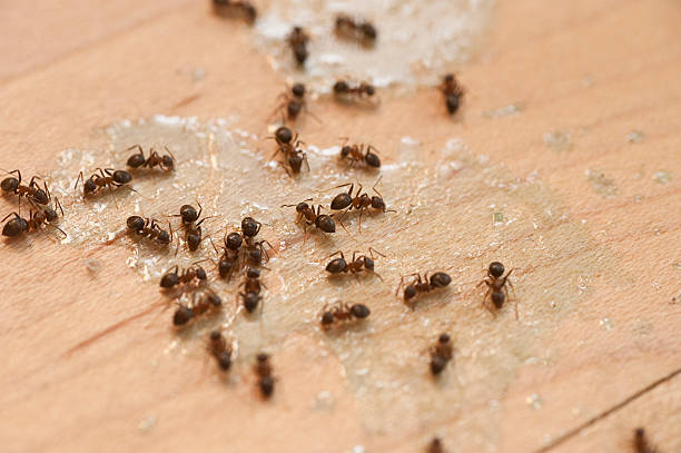 Best Flea Control Services  in Farmville, VA