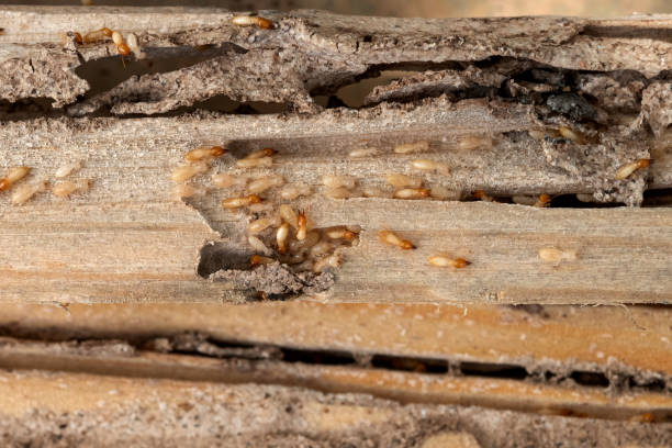 Wildlife Control Services in Farmville, VA